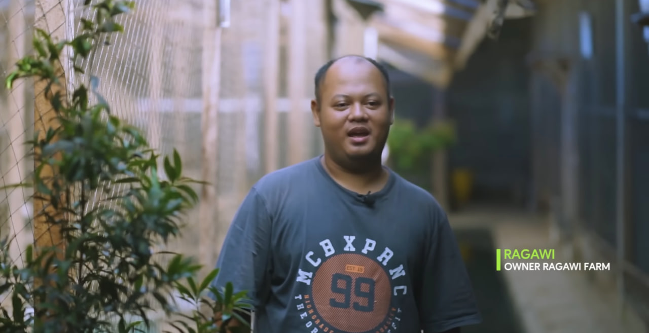 Pasutri Sukses Ternak Ayam KUB: Dari Hulu ke Hilir Tanpa Tengkulak, Raup Keuntungan Besar