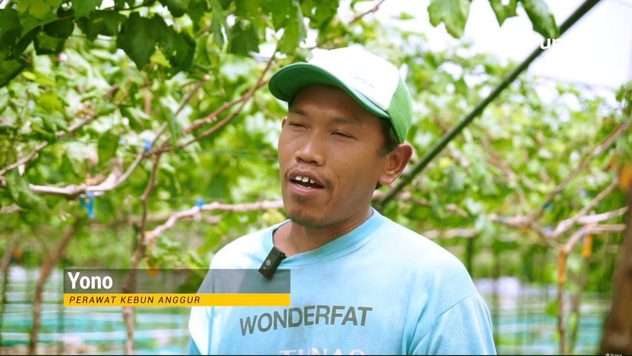 Panduan Lengkap Budidaya Anggur Dari Teknik, Jenis, dan Perawatan untuk Hasil Maksimal